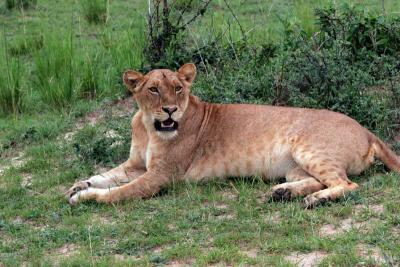 Well fed lioness