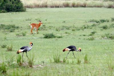 Crested Crane-  National Bird of Uganda