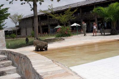 Baboons & tourists  - which is which?