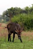 Water Buck