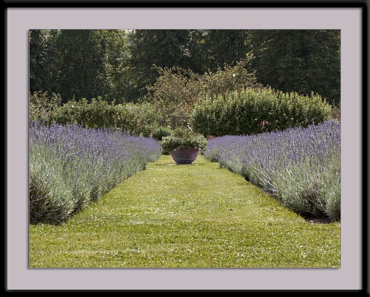 Lavendar Field at Parham