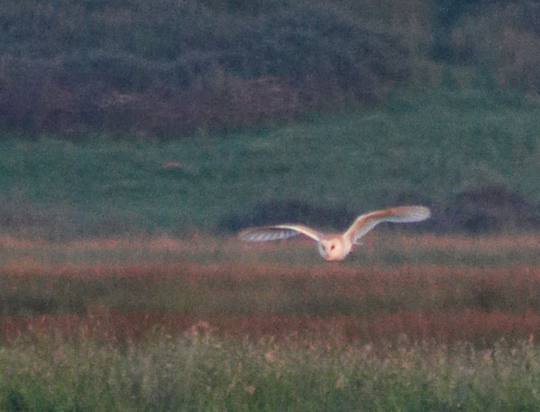 Barn Owl