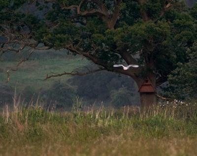 Barn Owl Hunting