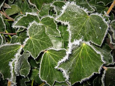 Frost on Green
