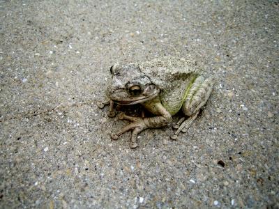 Toad