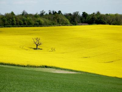Canola Flowers in Bloom in Spring