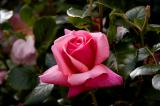 Pink Rose