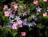 Pritchard's Campanula