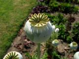 Poppy Top