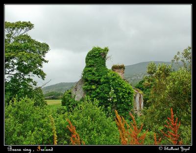 v3/44/464244/3/50042216.Beara_ring48s2.jpg