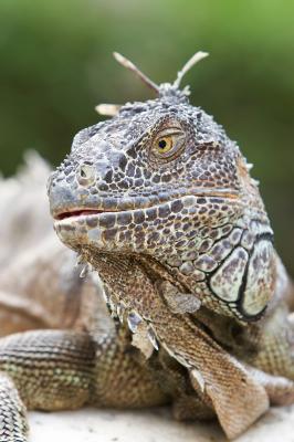 Iguana_2_small.jpg