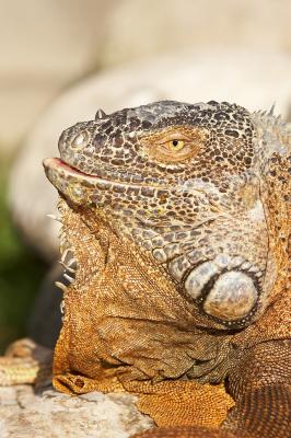 Iguana_3_small.jpg
