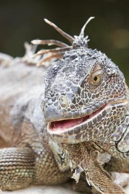 Iguana_4_small.jpg