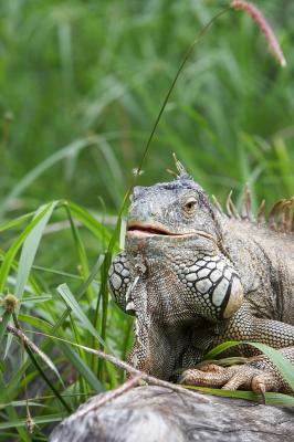 Iguana_5_small.jpg