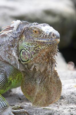 Iguana_6_small.jpg