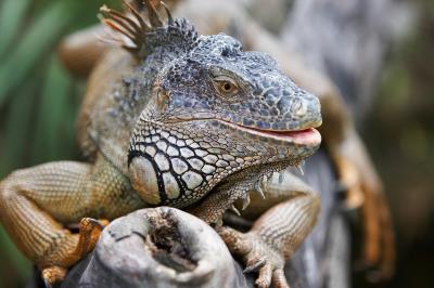 Iguana_7_small.jpg