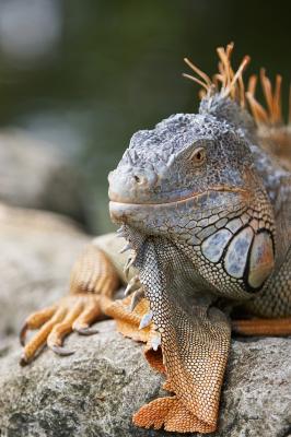 Iguana_8_small.jpg