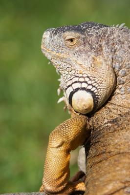 Iguana_9_small.jpg