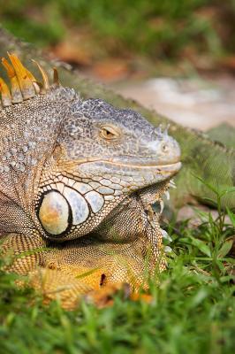 Iguana_10_small.jpg