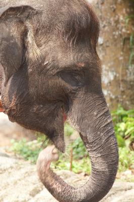 Asian elephant_1_small.jpg