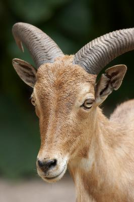 Barbary Sheep_1_small.jpg