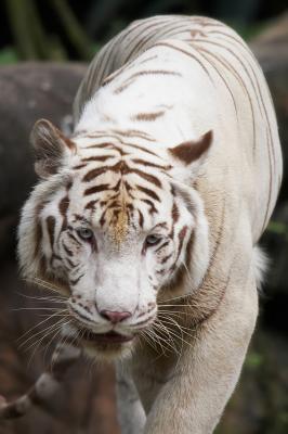 White tiger_2_filtered_small.jpg