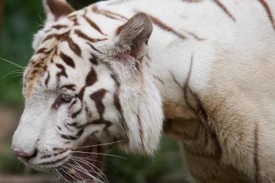 White tiger_3_small.jpg