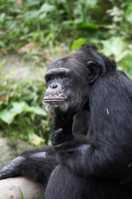 Chimpanzee_1_small.jpg