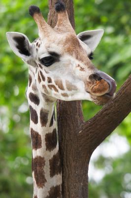 Giraffe_1_small.jpg