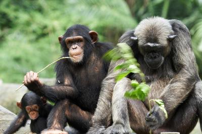 Monkey family_small.jpg