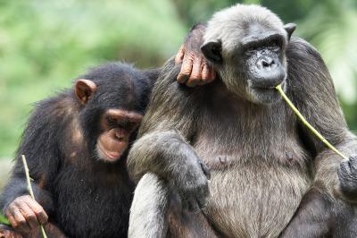 Monkey_1_small.jpg