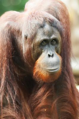 v3/44/468344/3/50120387.OrangUtan_1_filtered_small.jpg