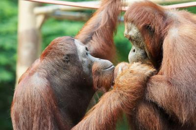 v3/44/468344/3/50120417.OrangUtan_2_filtered_small.jpg