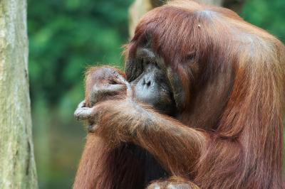 v3/44/468344/3/50120429.OrangUtan_3_filtered_small.jpg