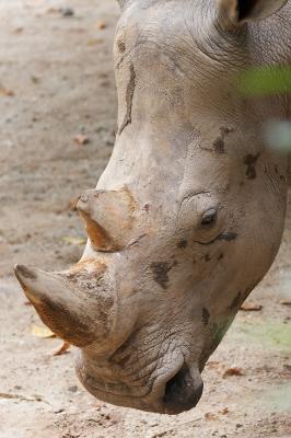 White Rhino_1_small.jpg