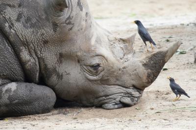 White Rhino_2_small.jpg