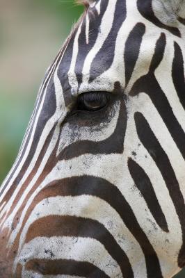 Zebra_1_small.jpg