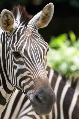 Zebra_2_small.jpg