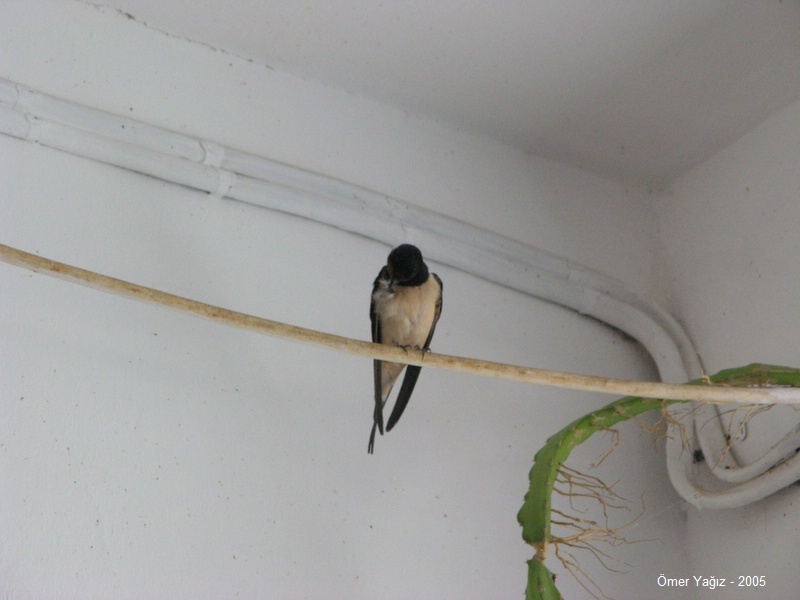 A resident of the grounds (swallow)