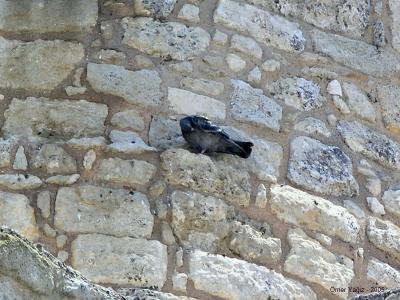 Pigeon on the wall