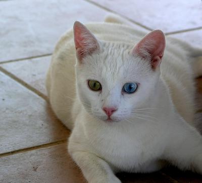 Turkish VAN Cat (VAN: a province in Eastern Turkey)
