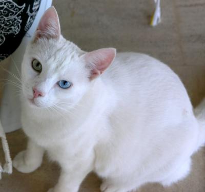 Turkish VAN Cat (VAN: a province in Eastern Turkey)