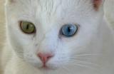 Turkish VAN Cat - closer view