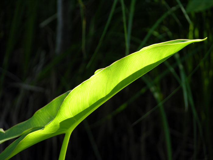 leaf and light