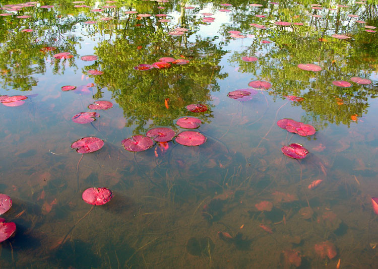 the red pads of spring