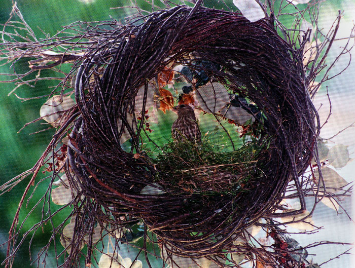 nest with a view