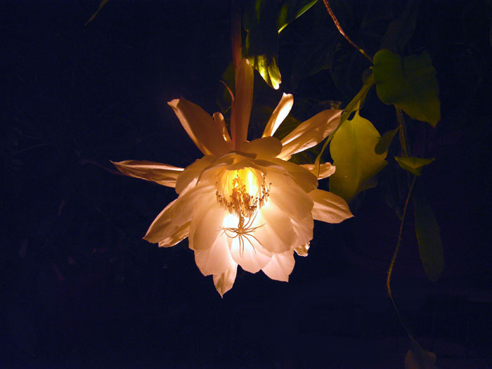 night bloomer 1