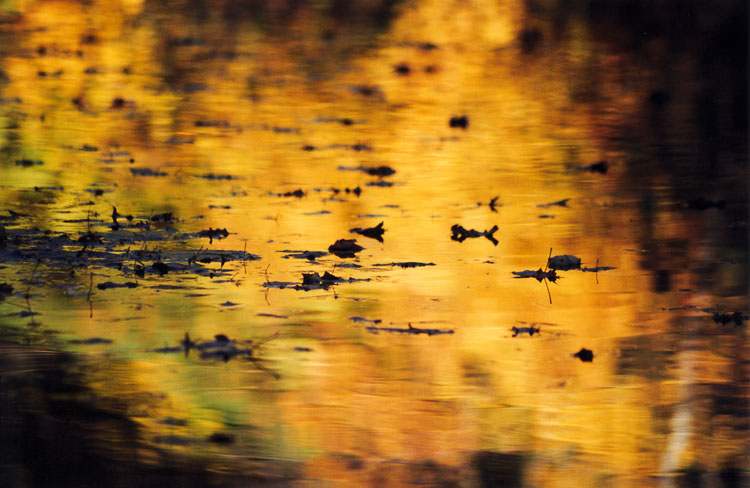 lazy leaves