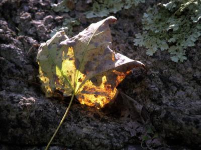 light, leaf and rock