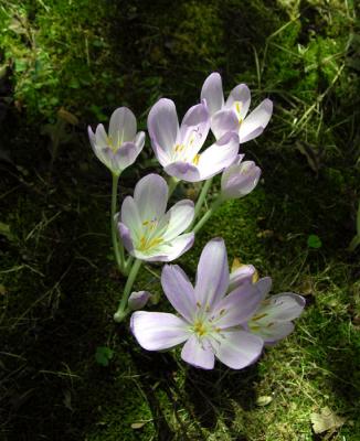 fallcrocus1.jpg